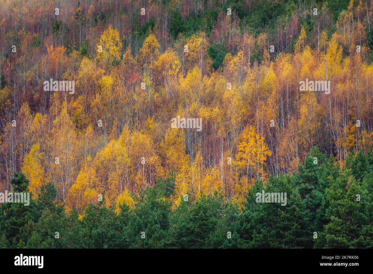 Close up of leaves of birch tree hi-res stock photography and images ...