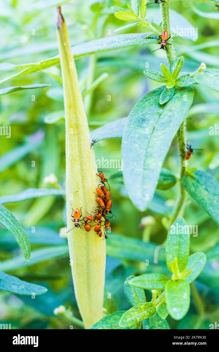 Large Milkweed bugs, Oncopeltus fasciatus, gathered on a milkweed seed