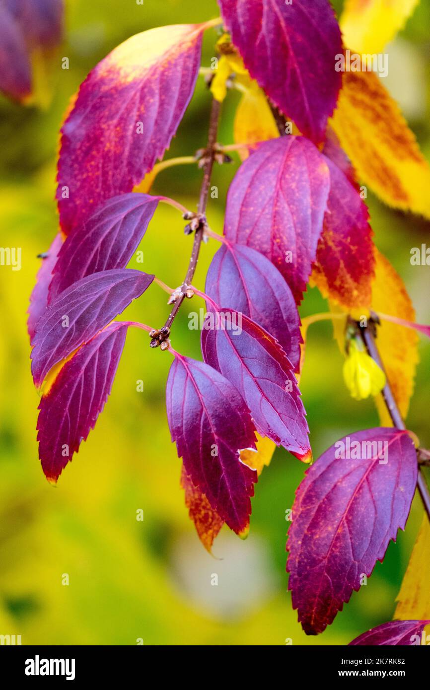 Forsythia, Autumn, Leaves, Forsythia x intermedia On Branch Stock Photo