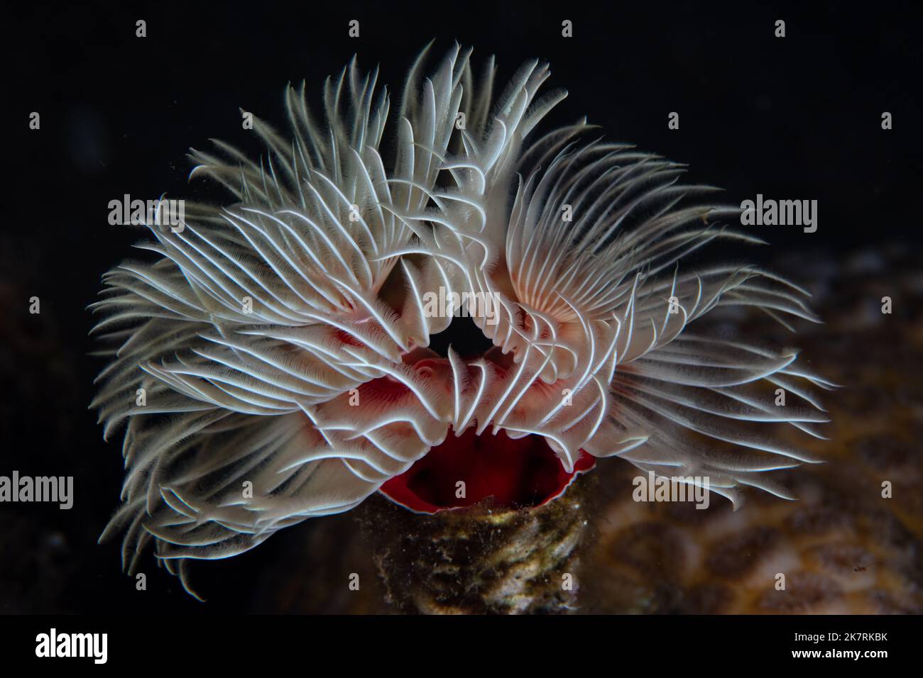 The fragile, coiled feeding tentacles of a feather duster worm, Protula