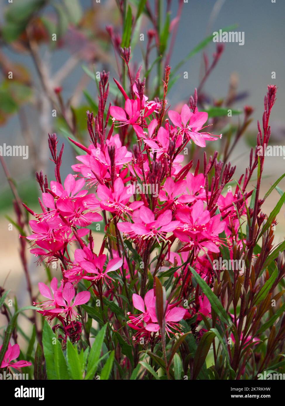 hot pink Gaura Lindheimeri Bush Or Whirling Butterfly flowers