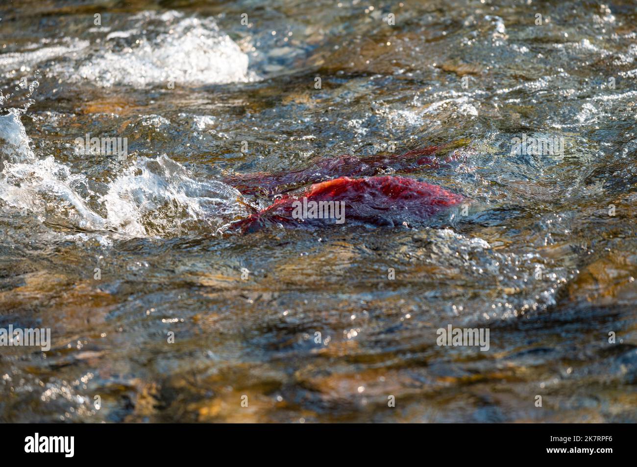 Splashing water and sockeye salmon in the Adams River swimming upstream as part of the massive quadrennial 'dominant' salmon run migration. Stock Photo