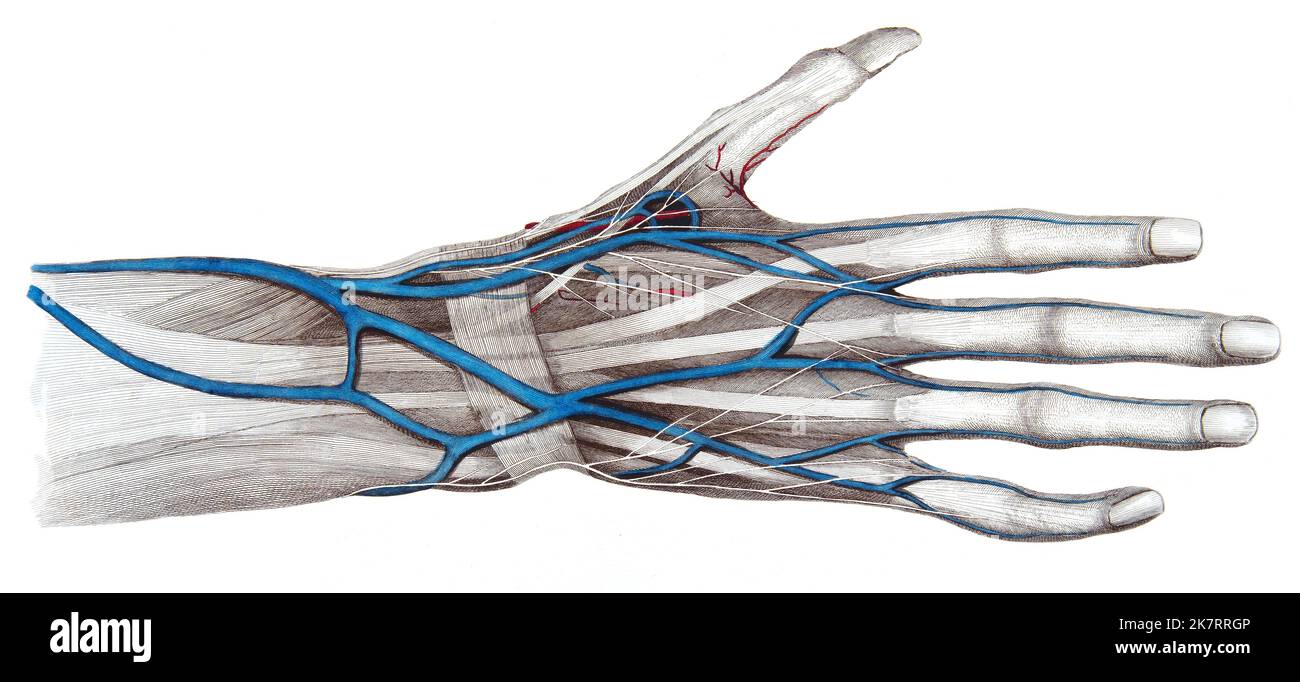 Hand and wrist anatomy, illustration. Dorsum of the hand showing