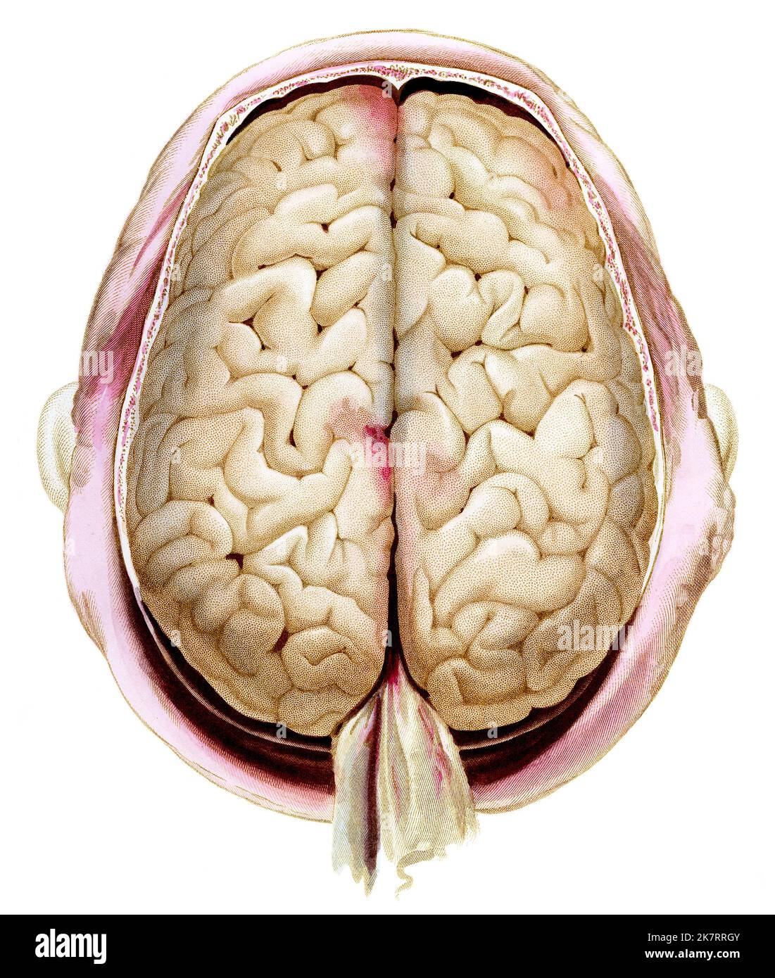 Human brain, illustration. Surface of the two hemispheres of the human