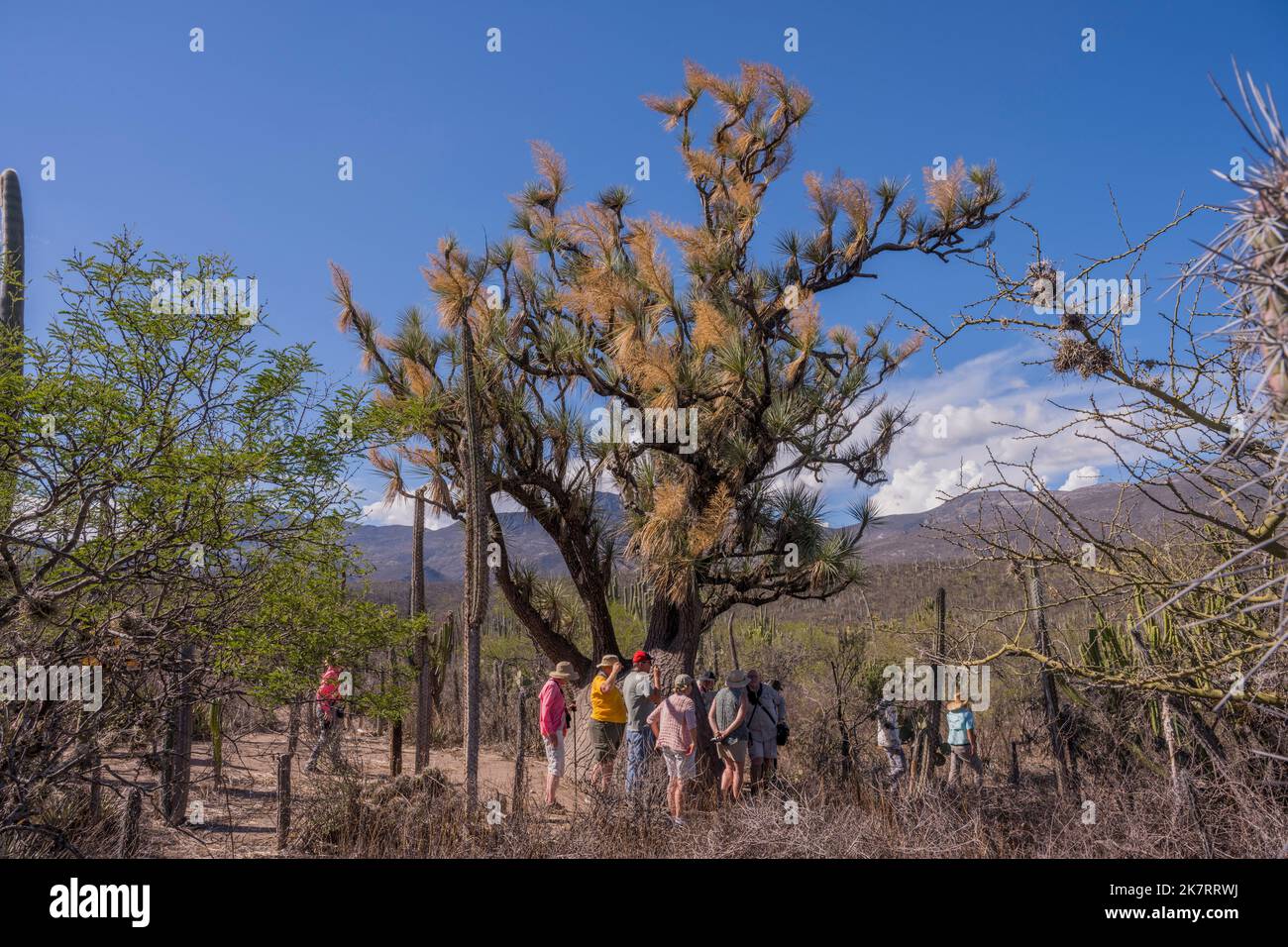 Tourists at Beaucarnea recurvata, the elephants foot or ponytail palm, a species of plant in the family Asparagaceae, in the Tehuacan-Cuicatlan Biosph Stock Photo