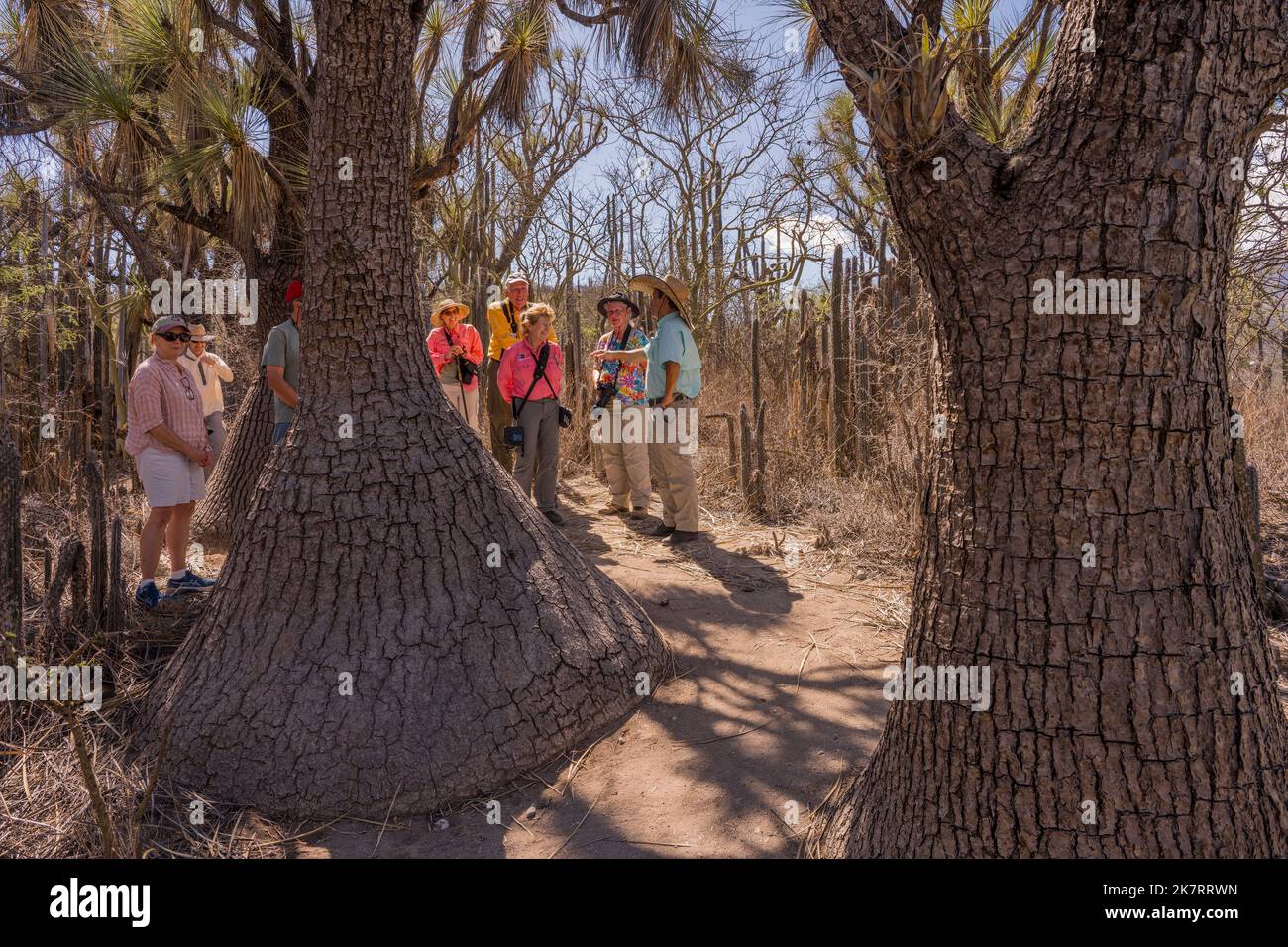 Tourists at Beaucarnea recurvata, the elephants foot or ponytail palm, a species of plant in the family Asparagaceae, in the Tehuacan-Cuicatlan Biosph Stock Photo
