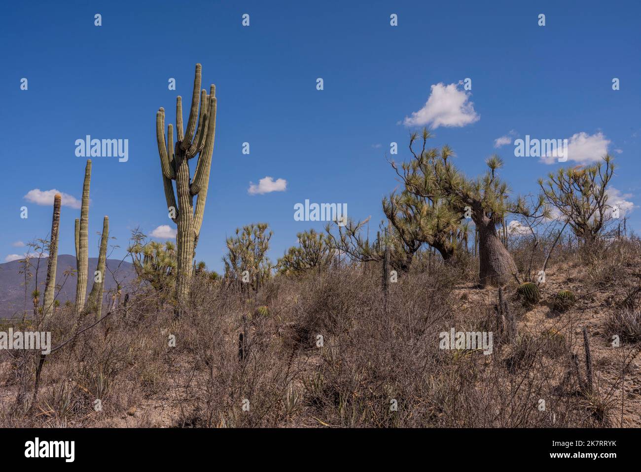 Landscape with cacti and Beaucarnea recurvata, the elephants foot tree or ponytail palm at the Tehuacan-Cuicatlan Biosphere Reserve (UNESCO World Heri Stock Photo