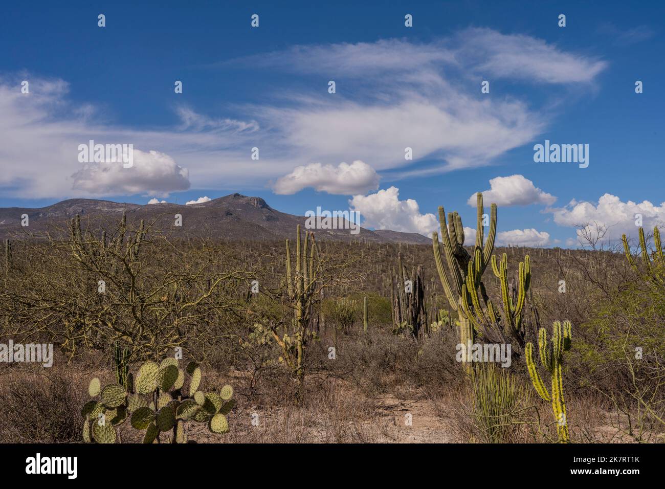 Landscape with Neobuxbaumia tetetzo (Tetetzo) cacti at the Tehuacan-Cuicatlan Biosphere Reserve (UNESCO World Heritage Site) near the village of Zapot Stock Photo
