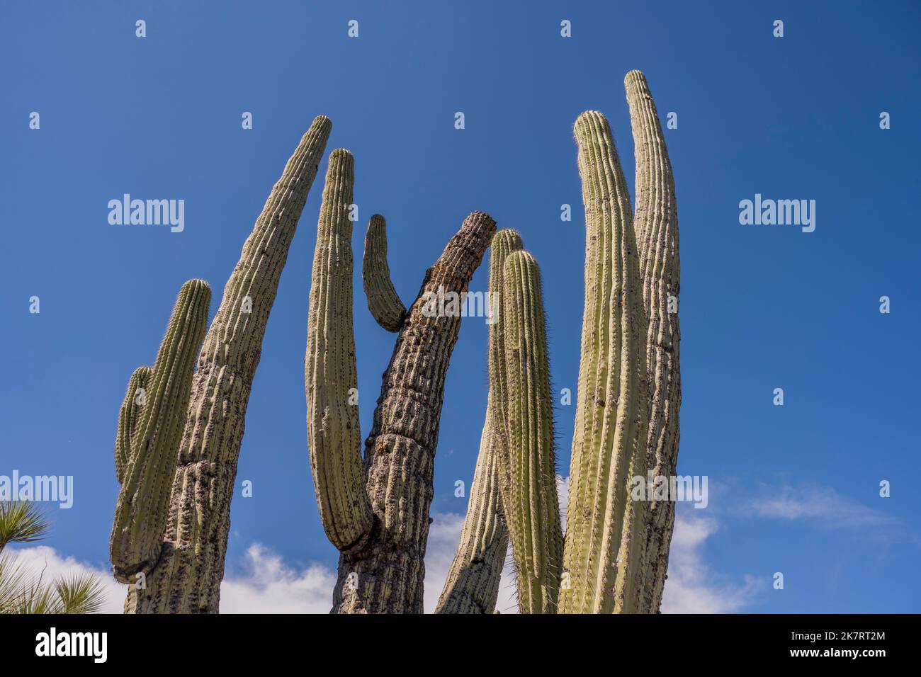 A Neobuxbaumia tetetzo (Tetetzo) cacti at the Tehuacan-Cuicatlan Biosphere Reserve (UNESCO World Heritage Site) near the village of Zapotitlan de las Stock Photo