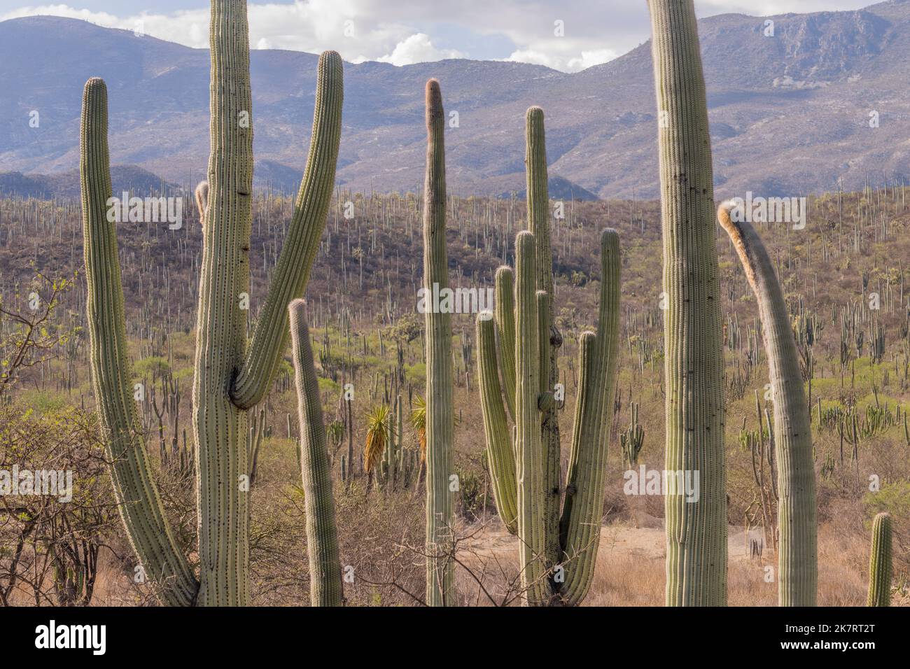 Landscape with Neobuxbaumia tetetzo (Tetetzo) cacti at the Tehuacan-Cuicatlan Biosphere Reserve (UNESCO World Heritage Site) near the village of Zapot Stock Photo