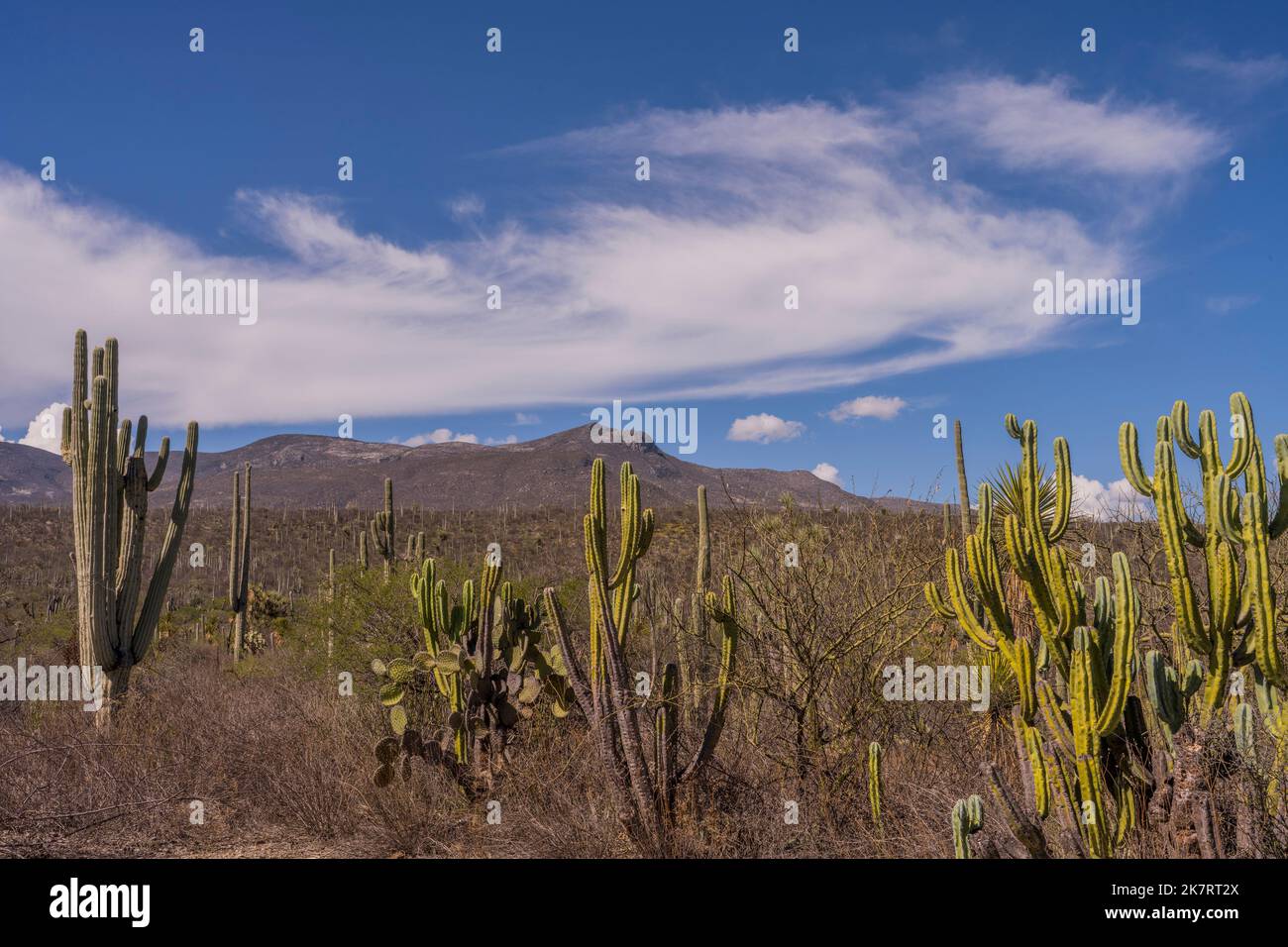 Landscape with cacti, including Opuntia streptacantha (Nopal), at the Tehuacan-Cuicatlan Biosphere Reserve (UNESCO World Heritage Site) near the villa Stock Photo