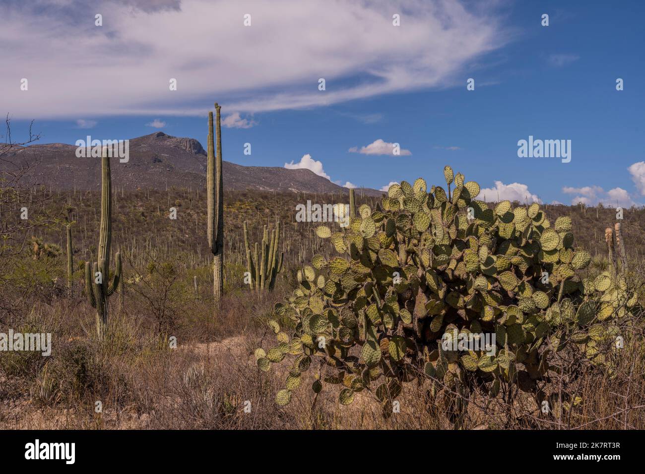 Landscape with cacti, including Opuntia streptacantha (Nopal), at the Tehuacan-Cuicatlan Biosphere Reserve (UNESCO World Heritage Site) near the villa Stock Photo