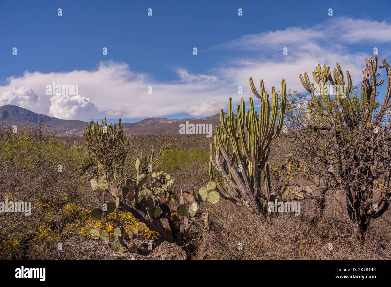 Landscape with cacti, including Opuntia streptacantha (Nopal), at the Tehuacan-Cuicatlan Biosphere Reserve (UNESCO World Heritage Site) near the villa Stock Photo