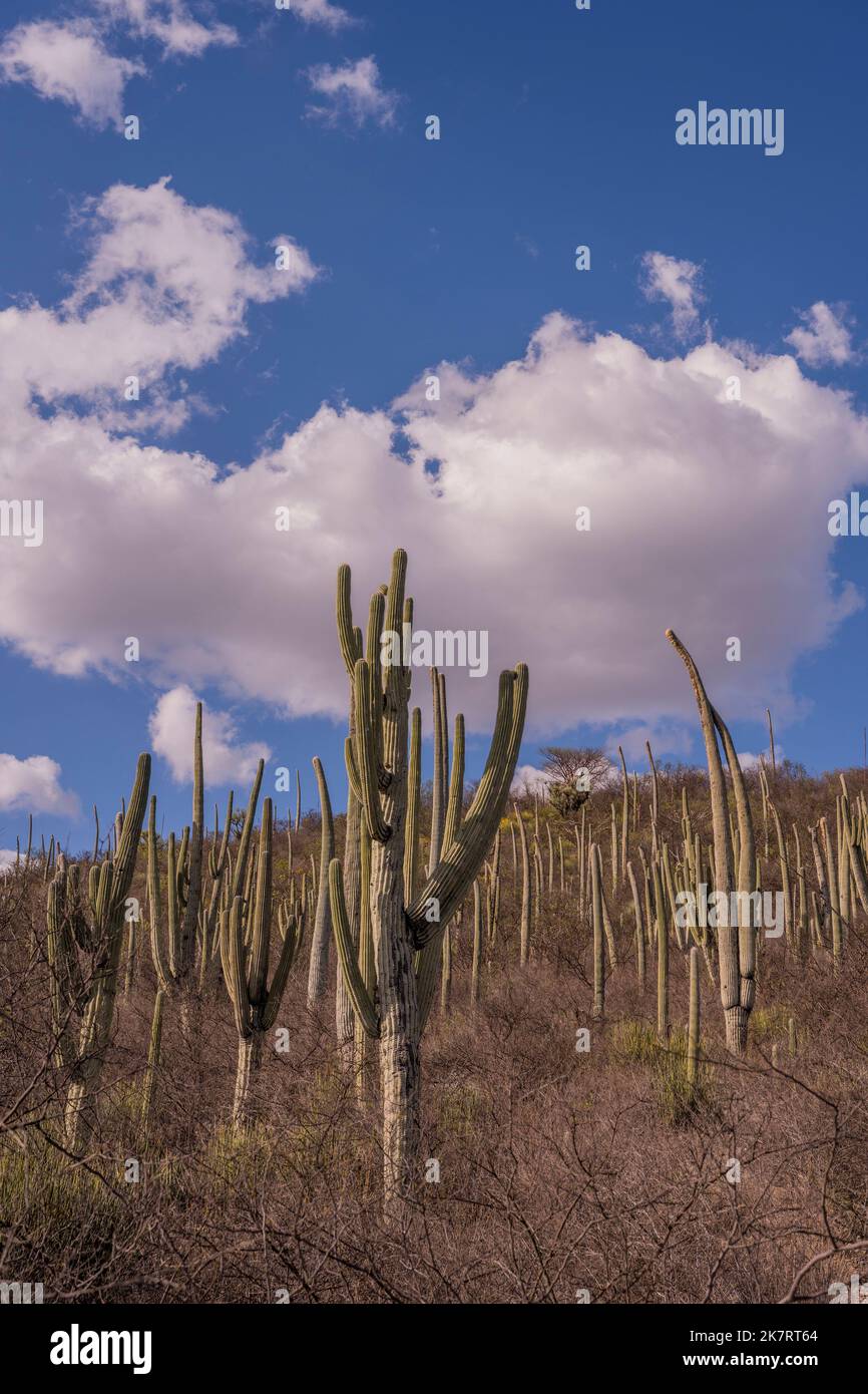 Landscape with cacti at the Tehuacan-Cuicatlan Biosphere Reserve (UNESCO  World Heritage Site) near the village of Zapotitlan de las Salinas, in the  st Stock Photo - Alamy