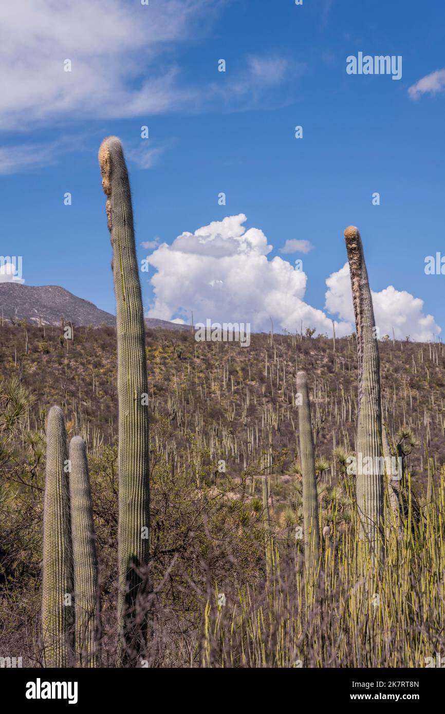 Landscape with cacti at the TehuacanCuicatlan Biosphere Reserve