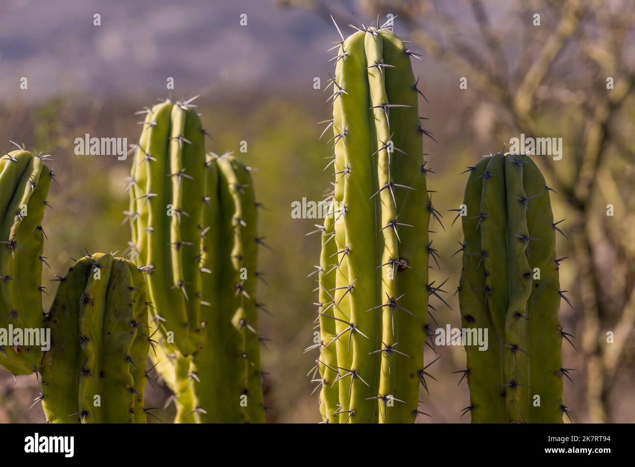 Garambullo cactus hi-res stock photography and images - Alamy