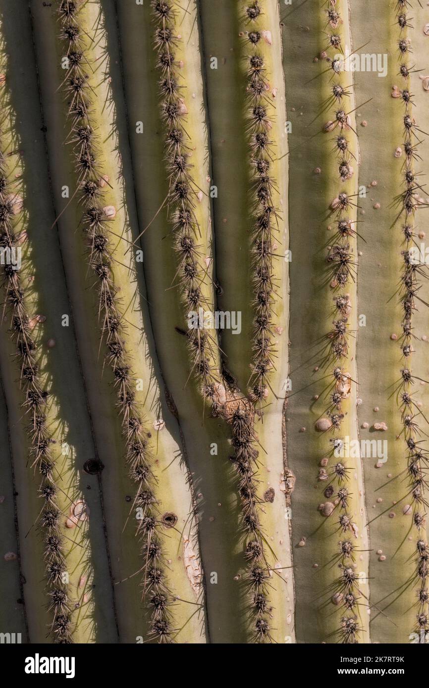 Close-up of Neobuxbaumia tetetzo (Tetetzo) cacti at the Tehuacan-Cuicatlan Biosphere Reserve (UNESCO World Heritage Site) near the village of Zapotitl Stock Photo
