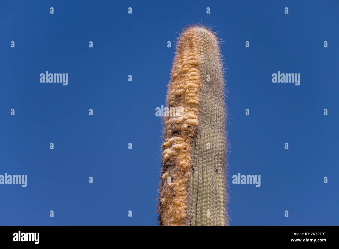 A Cephalocereus colunma-trajani (viejito, old man) cacti at the Tehuacan-Cuicatlan Biosphere Reserve (UNESCO World Heritage Site) near the village of Stock Photo