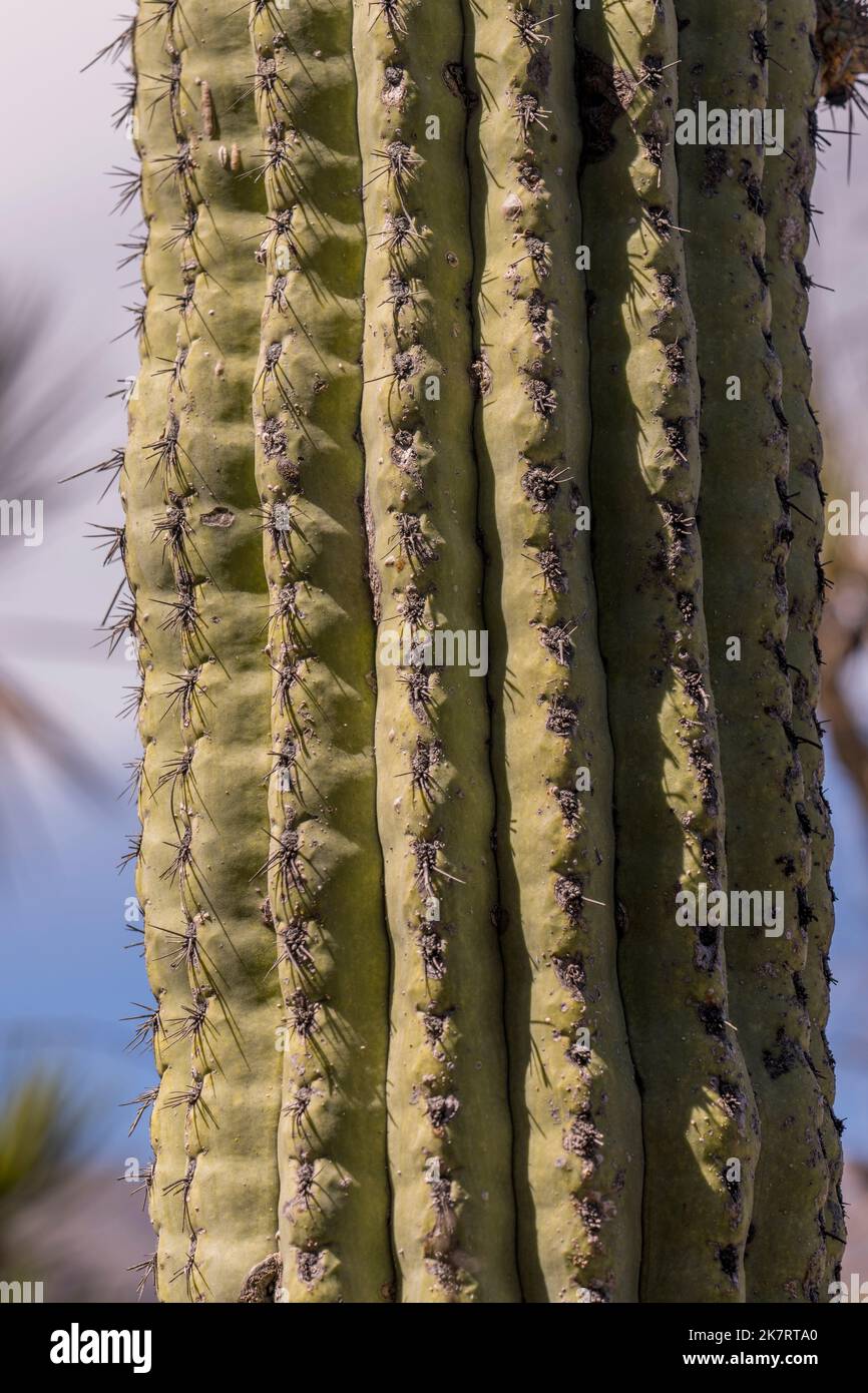 Close-up of Neobuxbaumia tetetzo (Tetetzo) cacti at the Tehuacan-Cuicatlan Biosphere Reserve (UNESCO World Heritage Site) near the village of Zapotitl Stock Photo