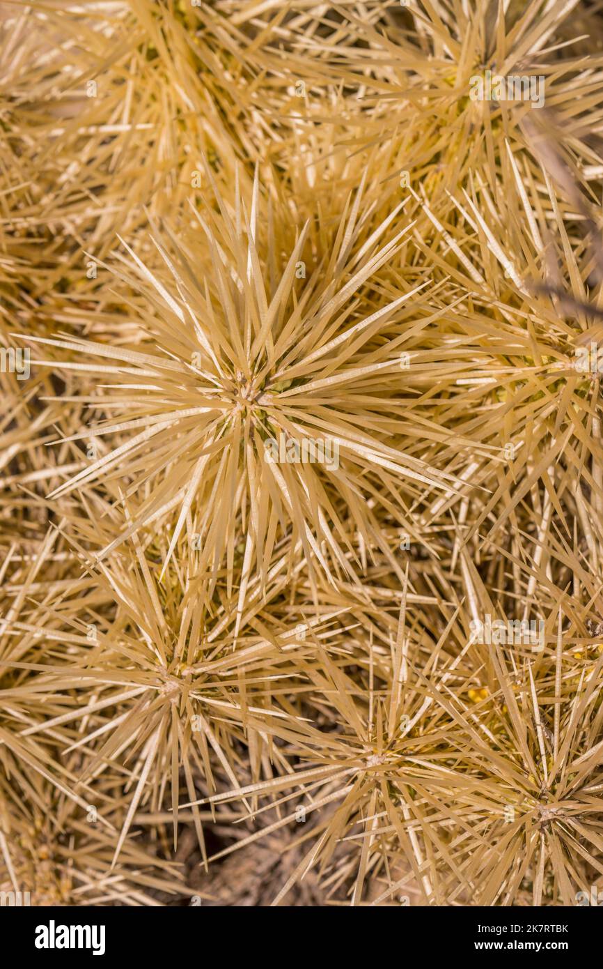 Close-up of the spines of Cylindropuntia rosea (Tencholote) cacti at the Tehuacan-Cuicatlan Biosphere Reserve (UNESCO World Heritage Site) near the vi Stock Photo