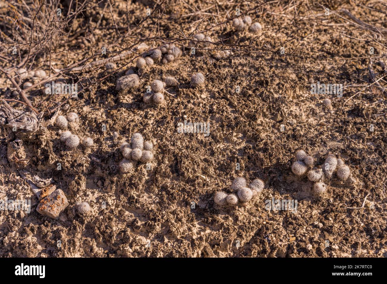 Mammillaria haageana (Caca de burro, donkey shit) cacti at the Tehuacan ...