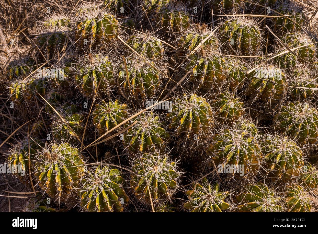 Ferocactus flavovirens (Bisnaga barril) cacti at the Tehuacan-Cuicatlan Biosphere Reserve (UNESCO World Heritage Site) near the village of Zapotitlan Stock Photo