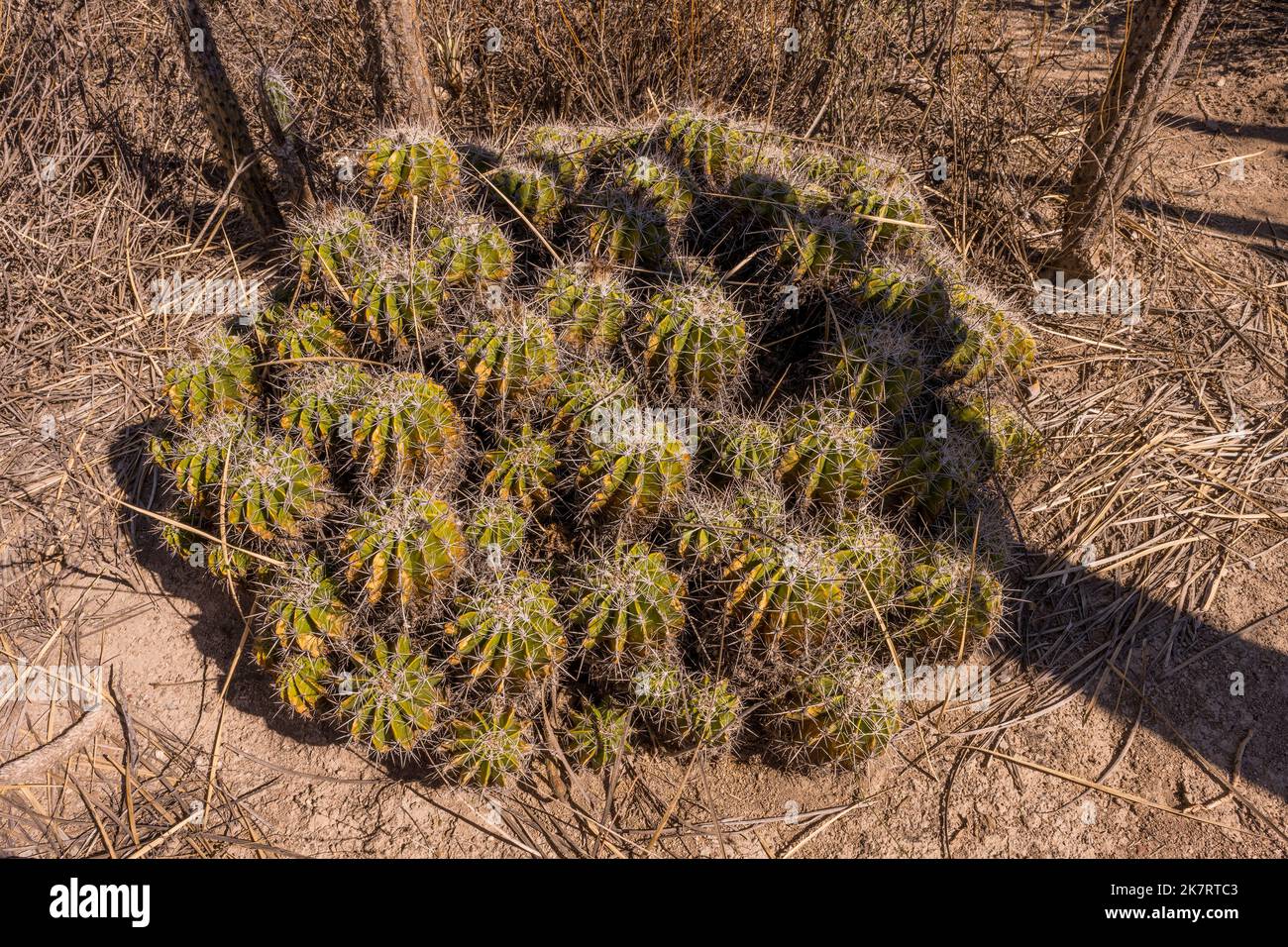 Ferocactus flavovirens (Bisnaga barril) cacti at the Tehuacan-Cuicatlan Biosphere Reserve (UNESCO World Heritage Site) near the village of Zapotitlan Stock Photo