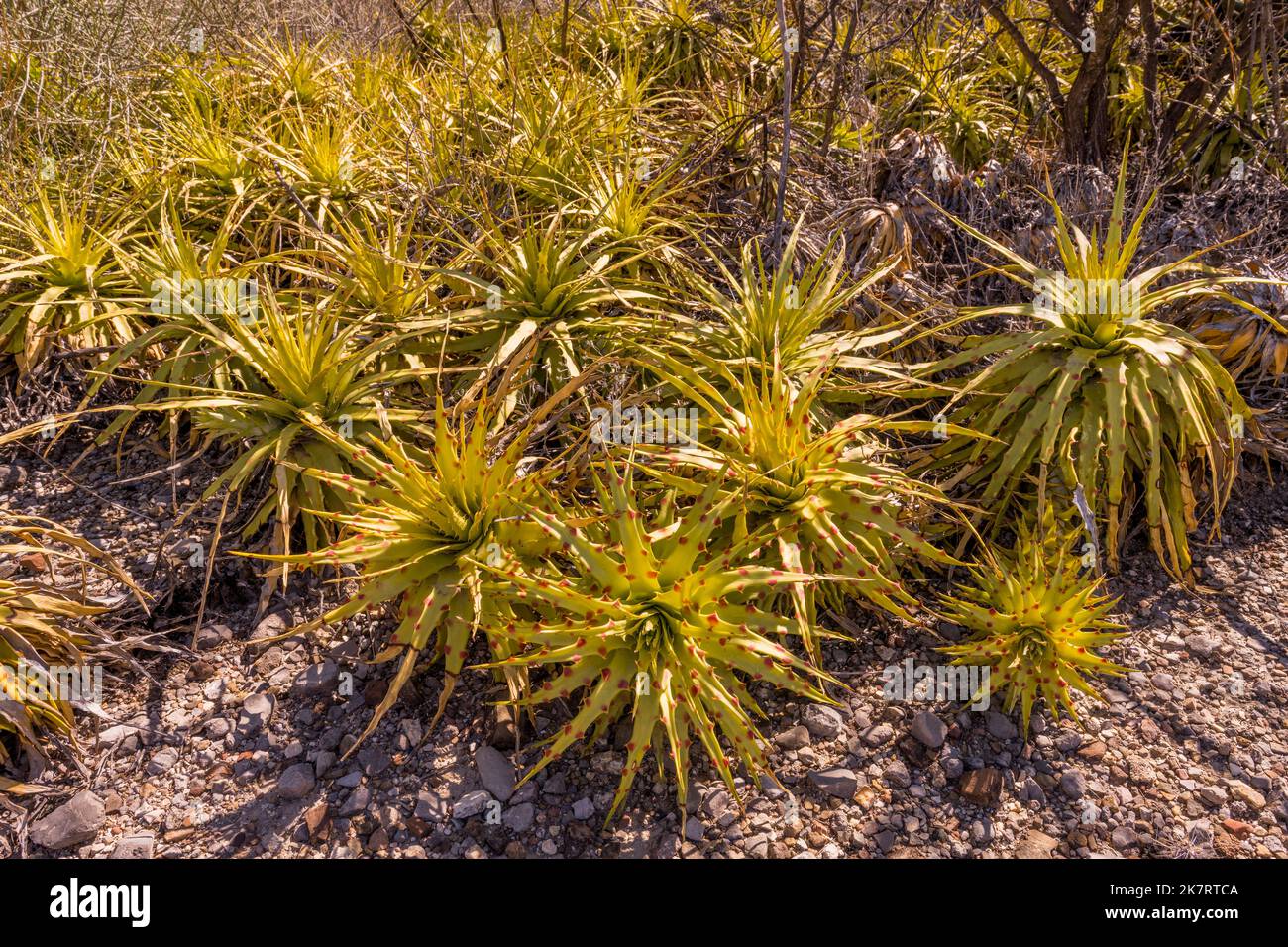 Hechtia tehuacana (lechugilla amarilla), a endemic bromeliad species, at the Tehuacan-Cuicatlan Biosphere Reserve (UNESCO World Heritage Site) near th Stock Photo