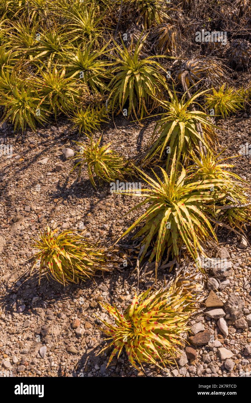 Hechtia tehuacana (lechugilla amarilla), a endemic bromeliad species, at the Tehuacan-Cuicatlan Biosphere Reserve (UNESCO World Heritage Site) near th Stock Photo