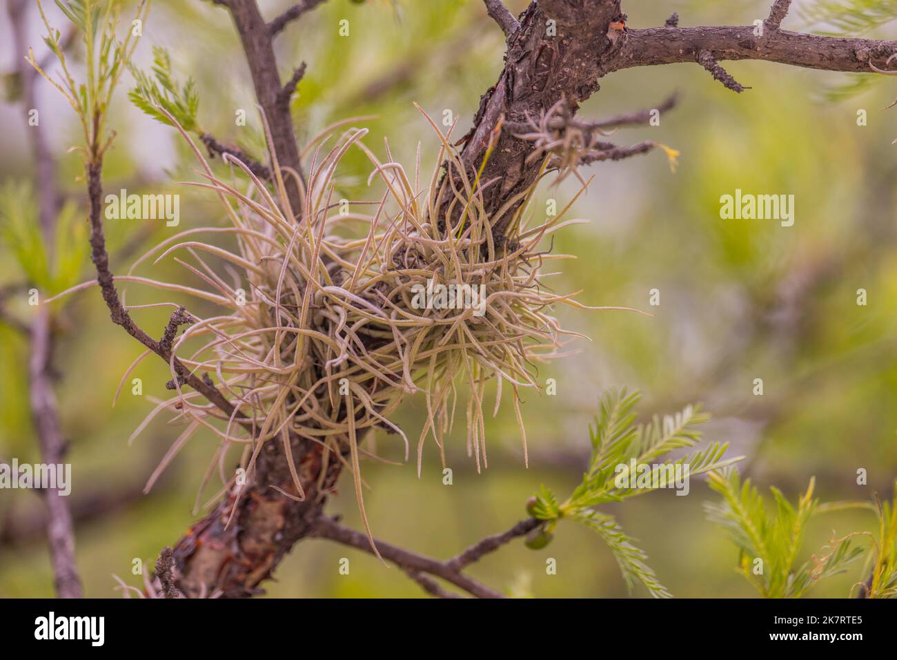 Ballmoss (Tillandsia recurvata) growing on a branch at the archaeological site of Yagul (known as Pueblo Viejo locally) in the Valley of Oaxaca, south Stock Photo