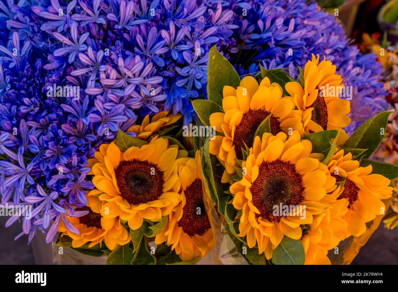 Agapanthus flowers and sunflowers for sale on the daily market in Teotitlan del Valle, a small town in the Valles Centrales Region near Oaxaca, southe Stock Photo