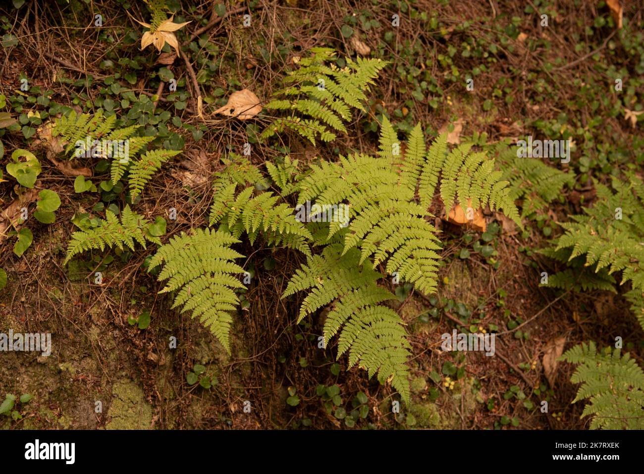 Evergreen wood fern hires stock photography and images Alamy