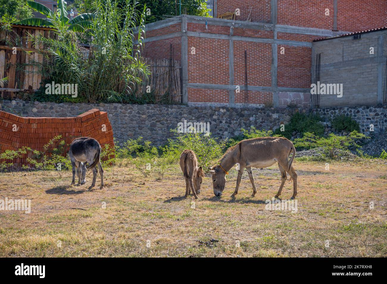 Donkeys grazing in Teotitlan del Valle, a small town in the Valles Centrales Region near Oaxaca, southern Mexico. Stock Photo