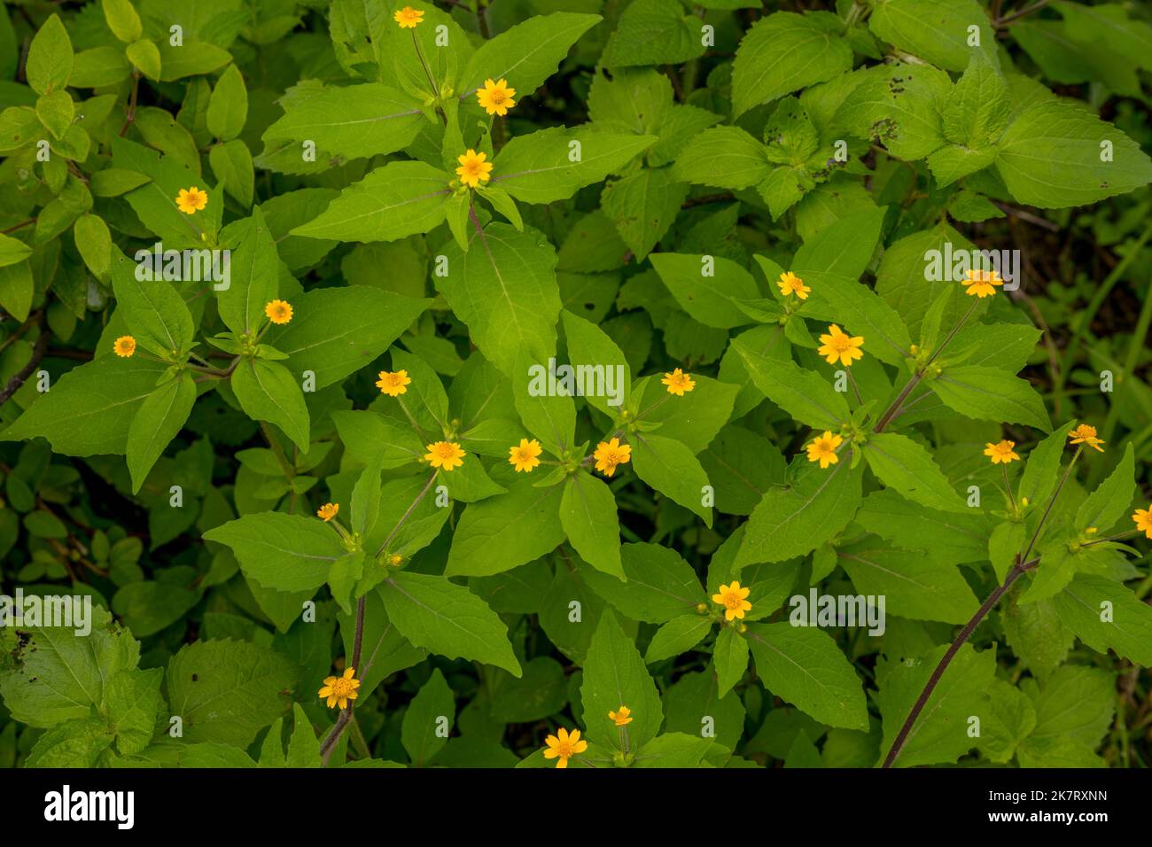 Butter daisies (Melampodium divaricatum) along the trail to the Hill of