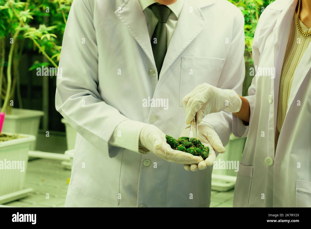 Closeup scientists grasping gratifying heap of cannabis weed buds with