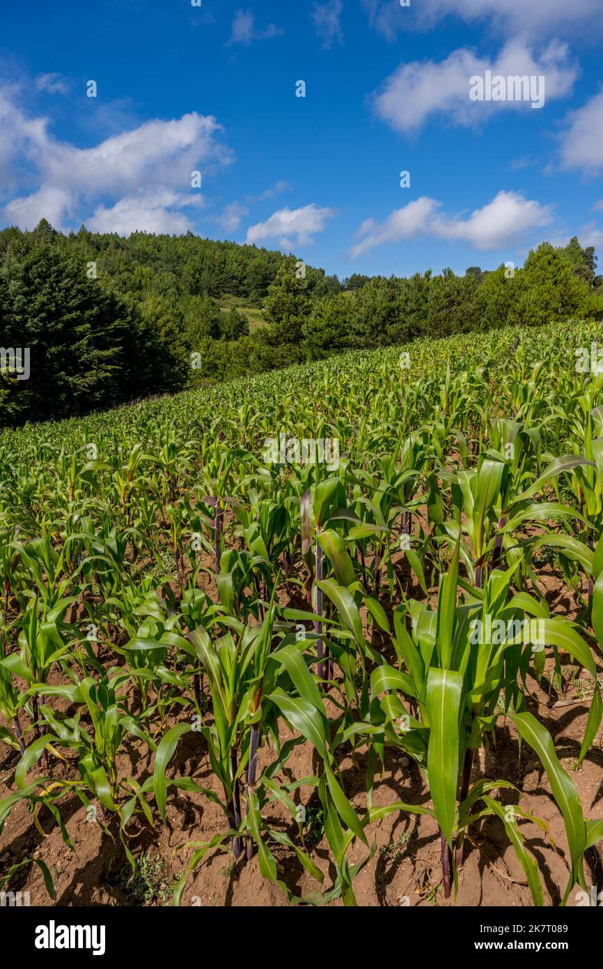 A cornfield in the mountains west of Oaxaca City, Mexico Stock Photo