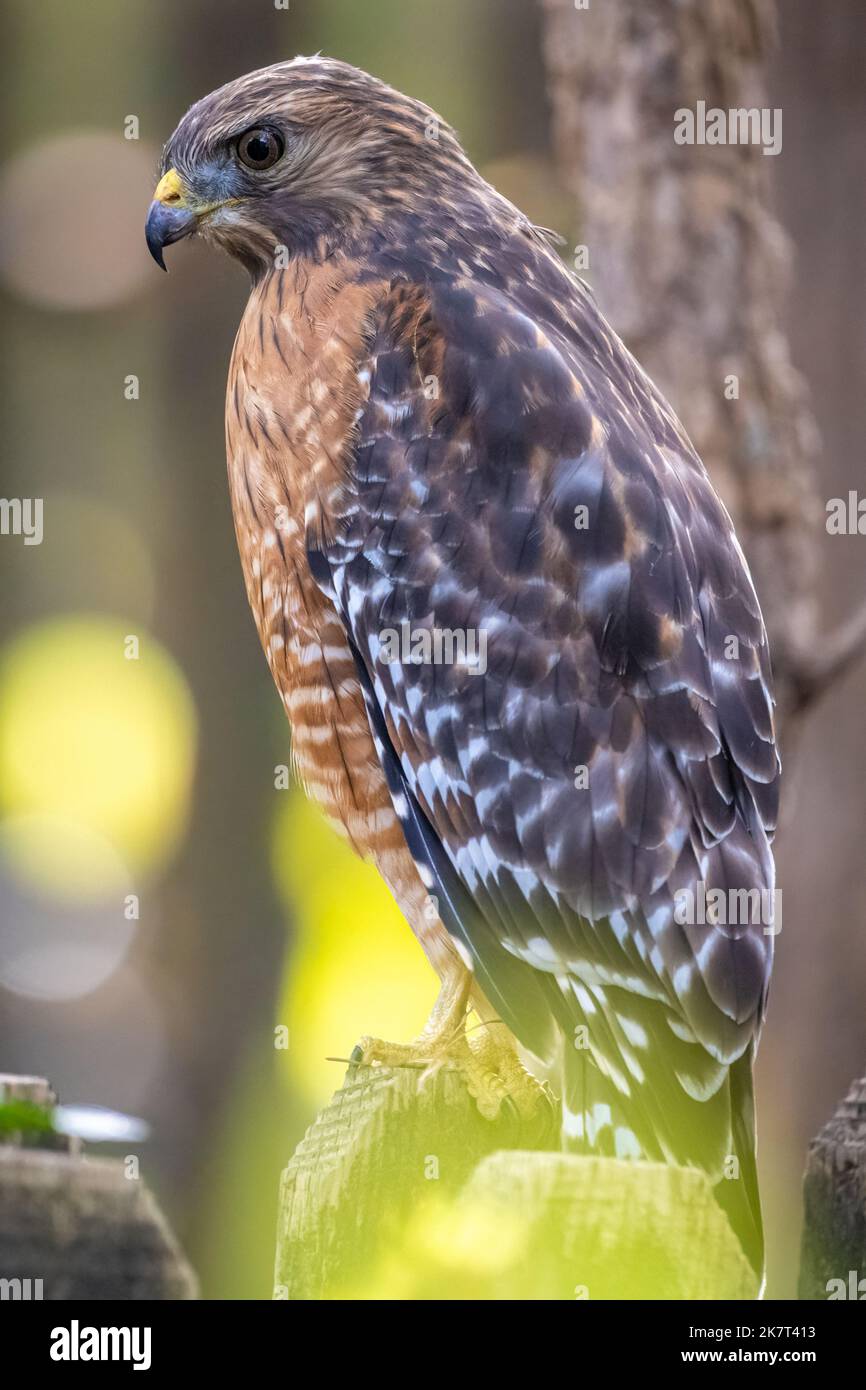Red-shouldered hawk (Buteo lineatus) perched on a backyard fence in Metro Atlanta, Georgia. (USA) Stock Photo