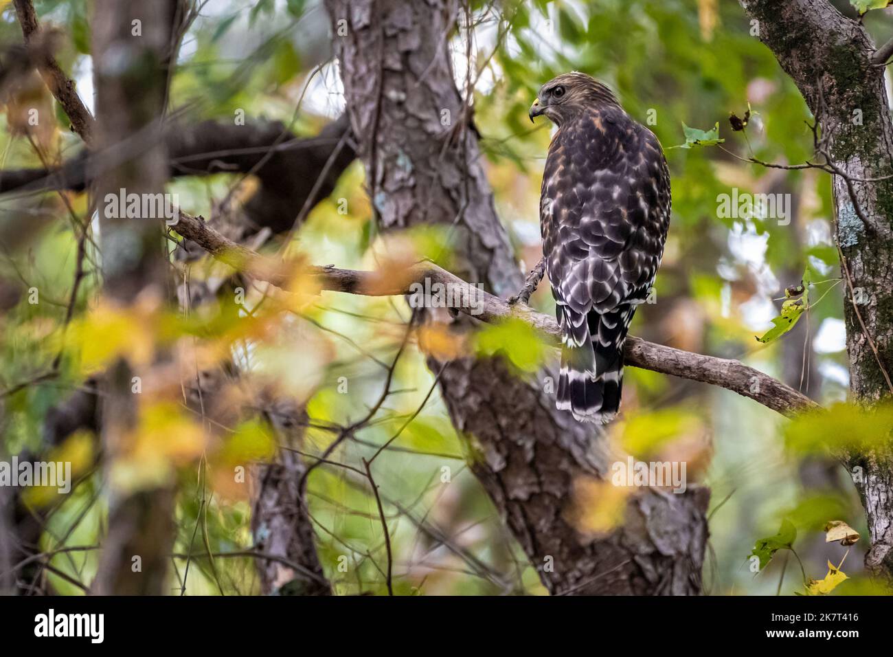 Red-shouldered hawk (Buteo lineatus) perched on a tree branch in Metro Atlanta, Georgia. (USA) Stock Photo