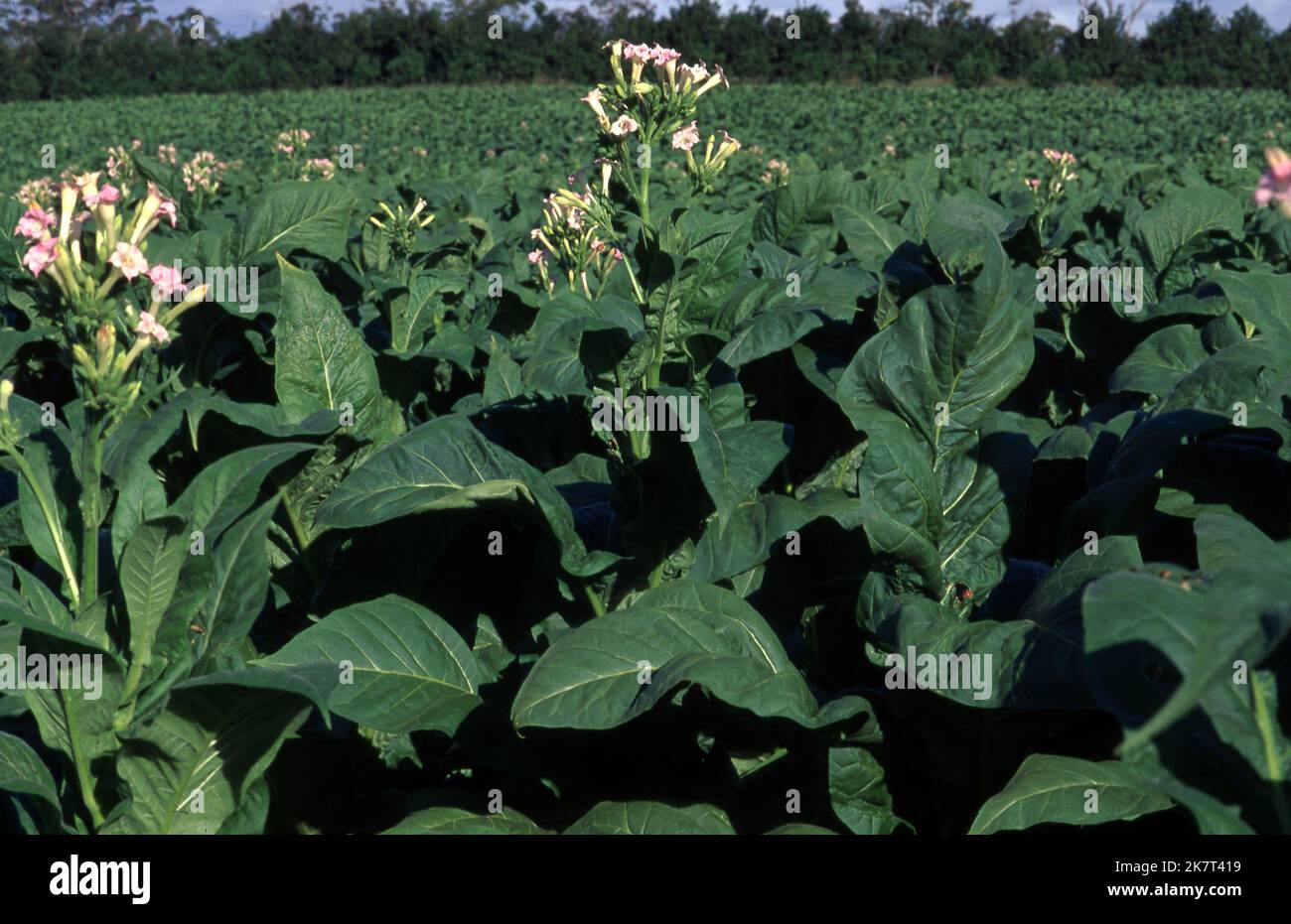 Cultivation of tobacco plants hi-res stock photography and images