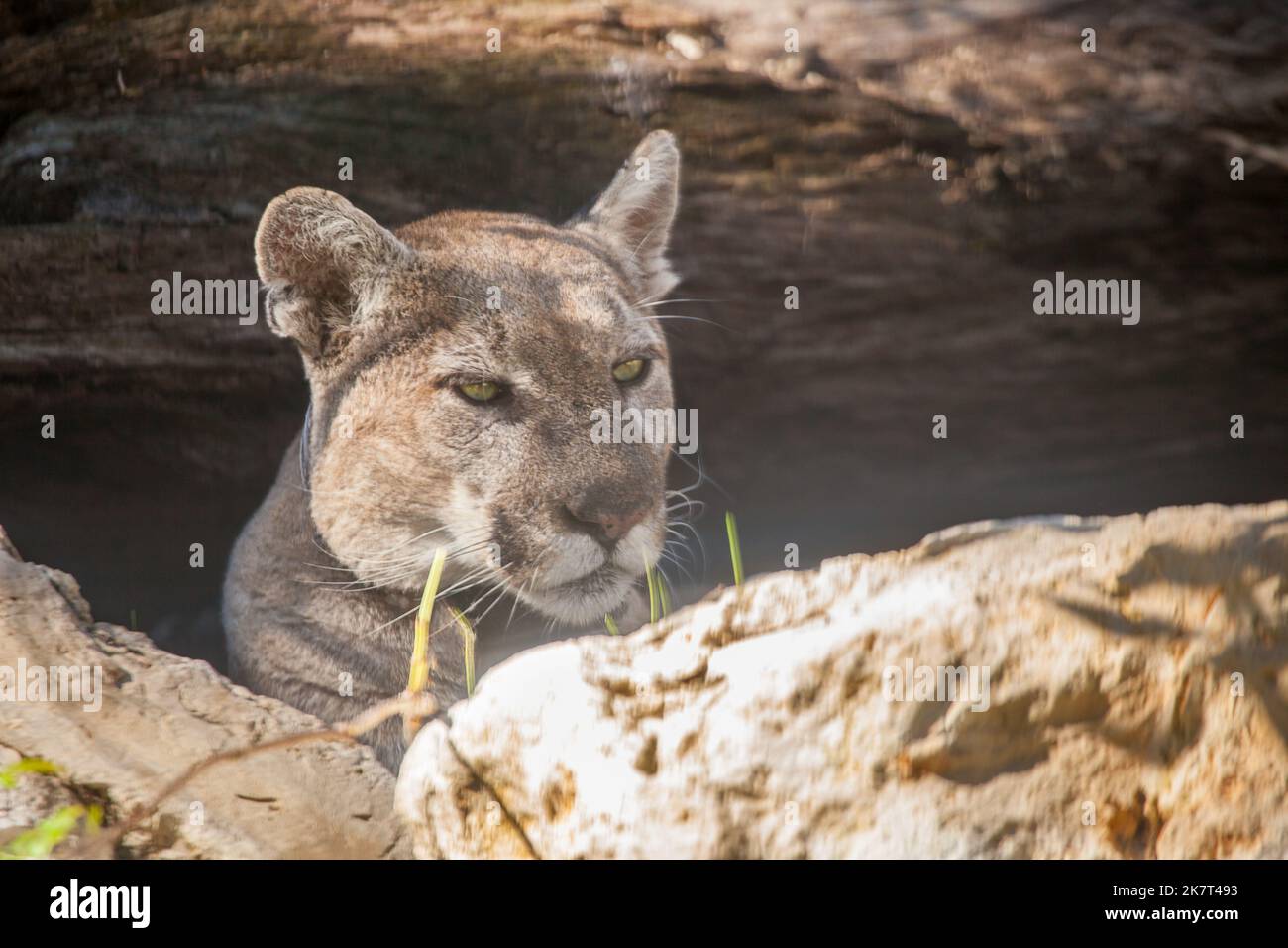 Florida panther, Felis concolor coryi, or cougar, endangered species, Florida, USA. Stock Photo