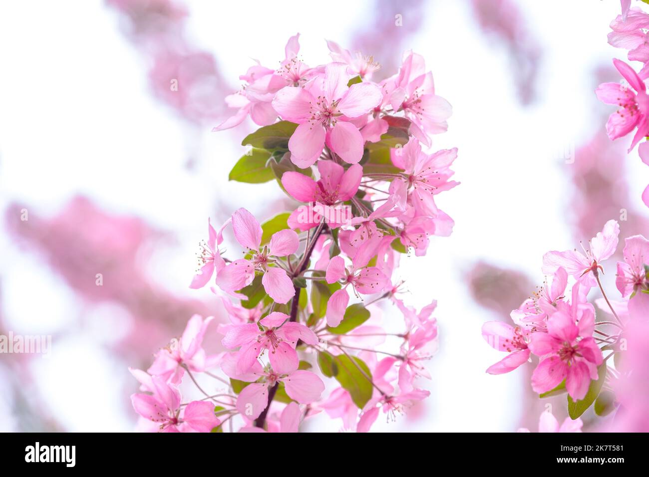 Soft focus on cherry blossom hi-res stock photography and images - Alamy