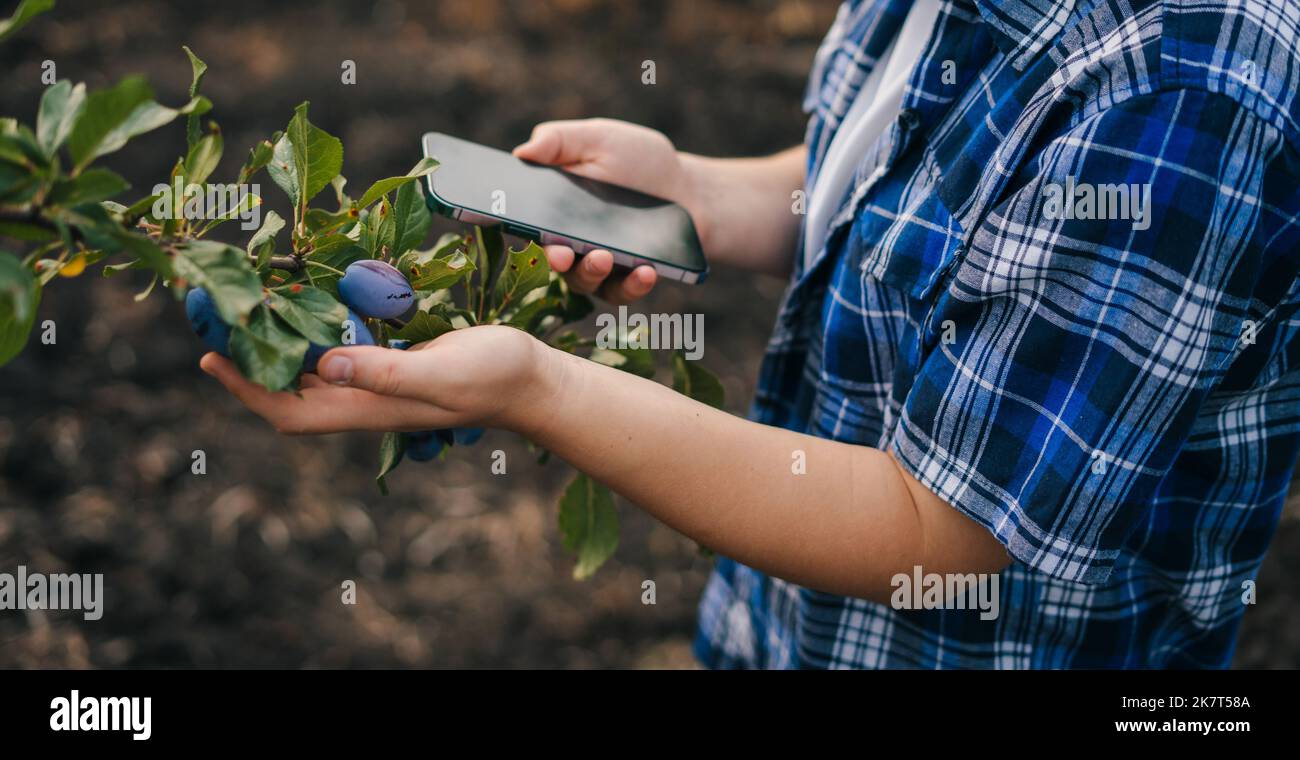 Close-up view of an agronomist's hands holding a mobile phone with blank screen, examining the fruits of the trees and recording the observations Stock Photo