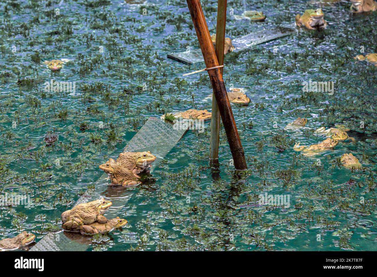 Frogs farm for agriculture at house. Cultivation of frogs with water