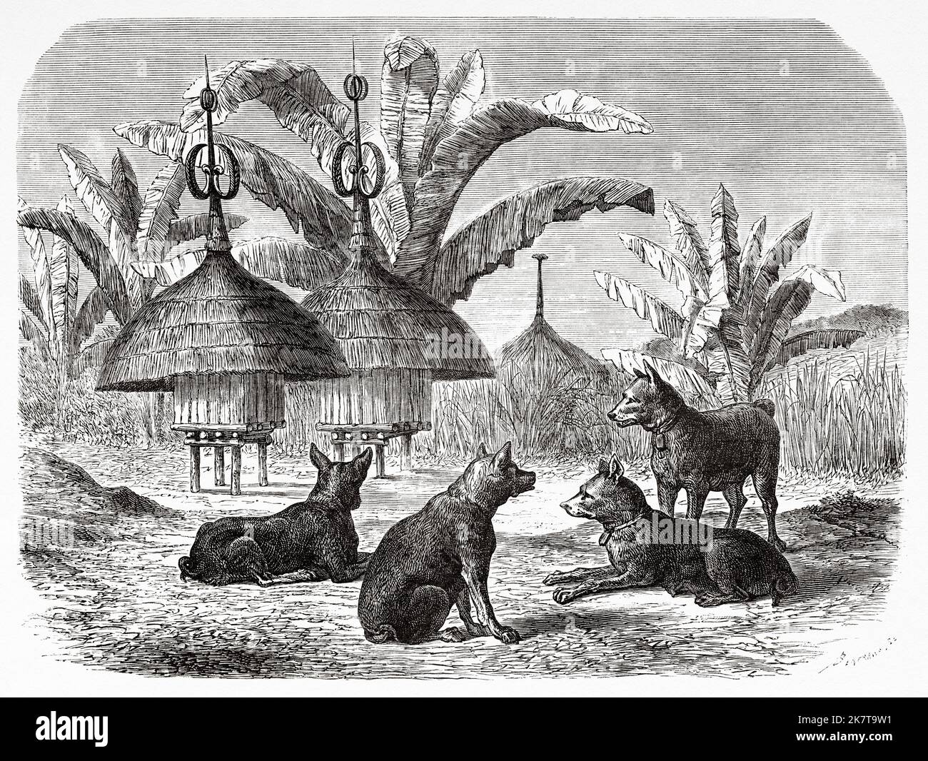 Dogs and barns on stilts of the Azande people, Democratic Republic of the Congo. Africa. Heart of Africa Three years travels and adventures in the unexplored regions of Central Africa by Georg August Schweinfurth, 1868-1871 Stock Photo