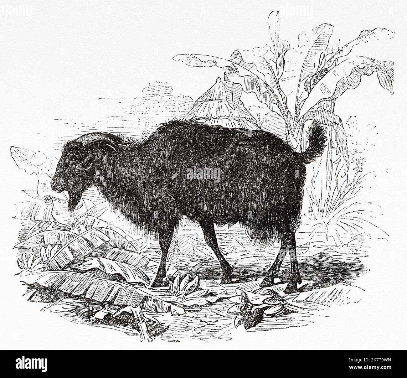 A goat of Mombuttu people, Democratic Republic of the Congo. Africa. Heart of Africa Three years travels and adventures in the unexplored regions of Central Africa by Georg August Schweinfurth, 1868-1871 Stock Photo