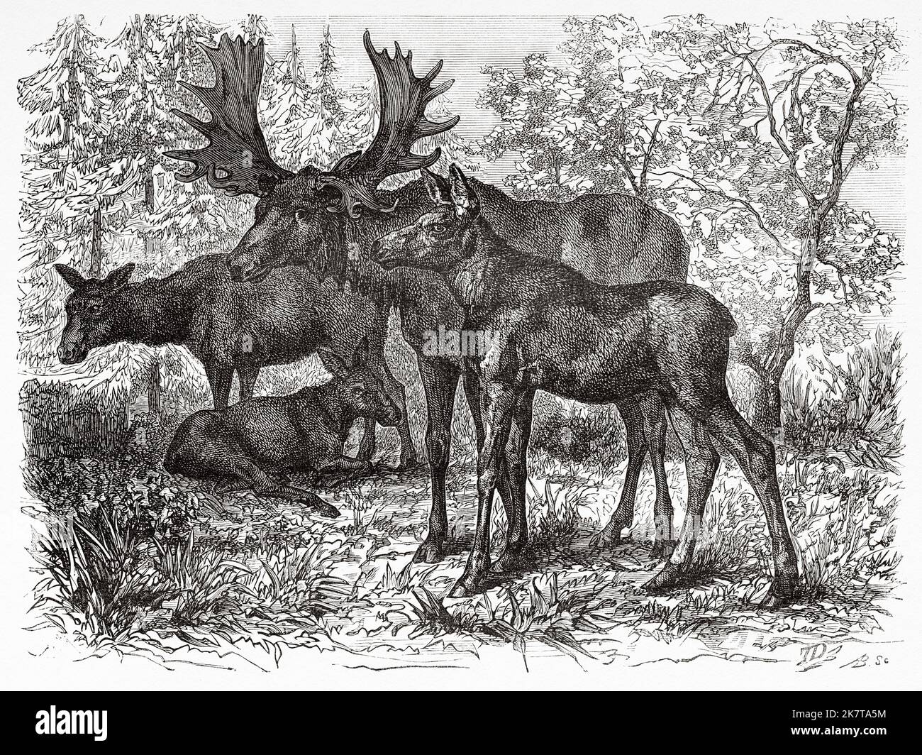 Rocky Mountain Moose. Yellowstone National Park, Wyoming USA. The US National Park by Ferdinand Vandeveer Hayden, Gustavus Cheyney Doane and Nathaniel Pitt Langford, 1870-1872 Stock Photo