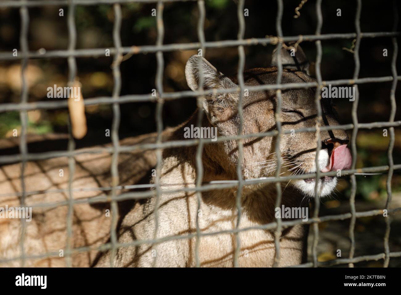 Caged cougar in an eastern European zoo. Caged wildlife. Animal abuse. Stock Photo