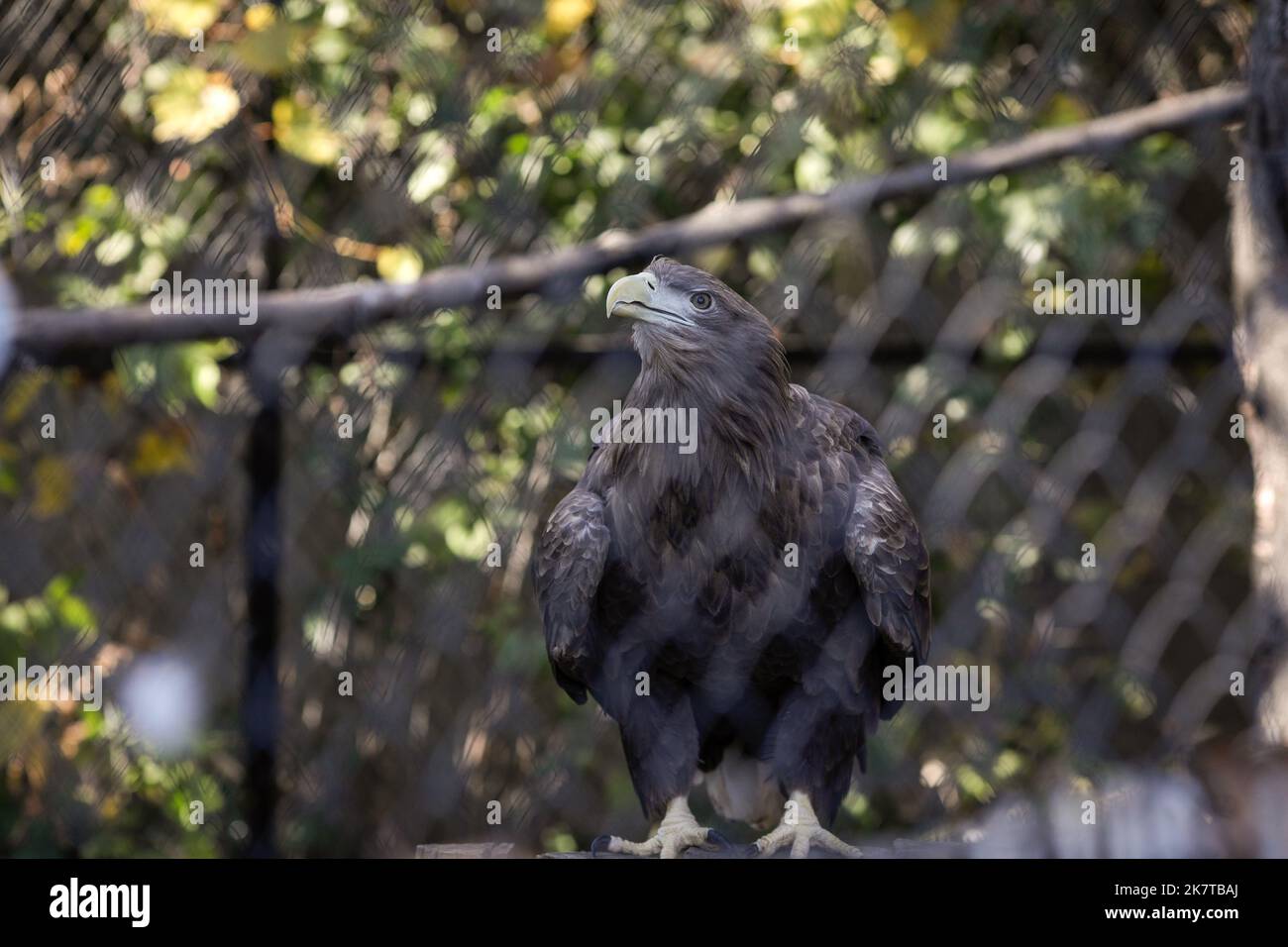 White-tailed eagle (Haliaeetus albicilla) in an eastern European zoo. Caged wildlife. Animal abuse. Stock Photo