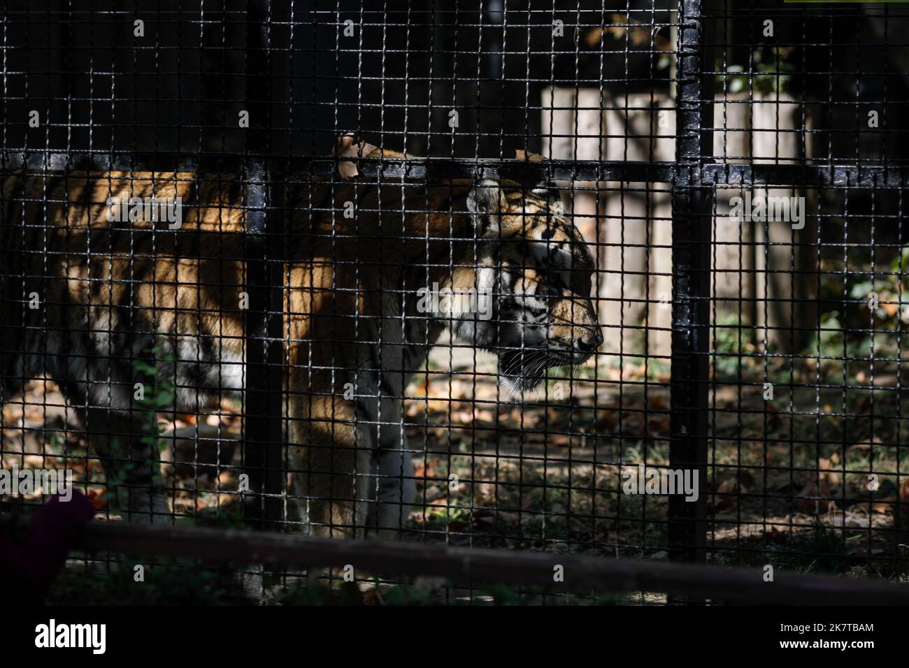Caged Indian tiger in an eastern European zoo. Caged wildlife. Animal abuse. Stock Photo