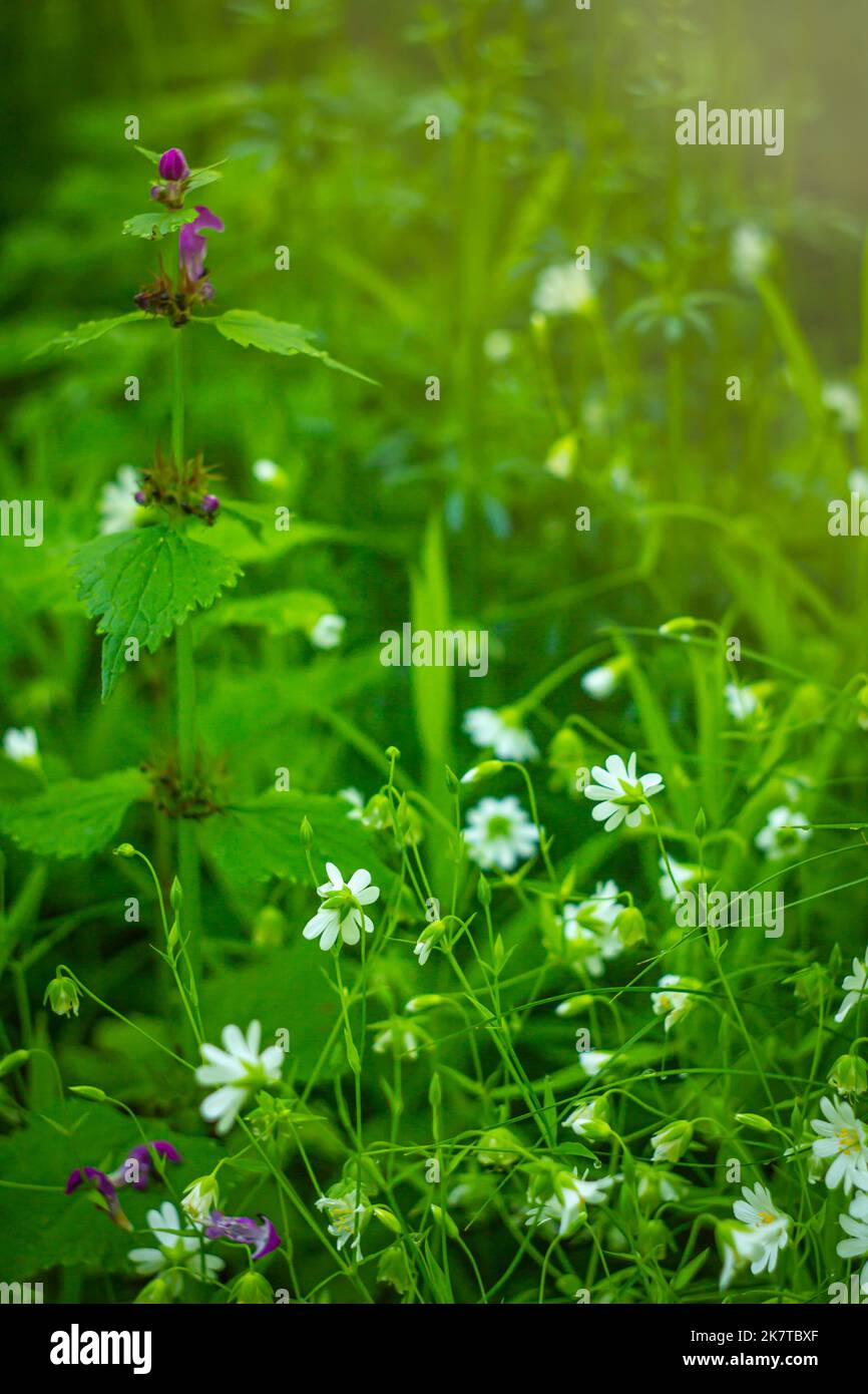 Canary grass Stellaria holostea L. blooms on a lawn Stock Photo
